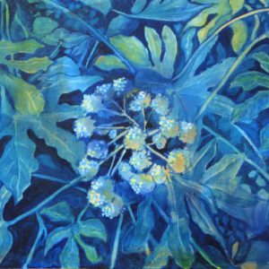 Blue Fatsia Japonica