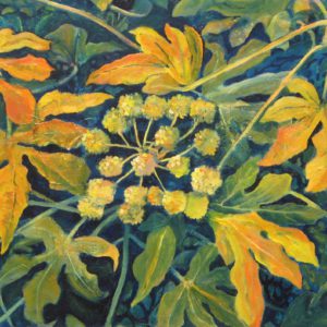 Gold Fatsia Japonica